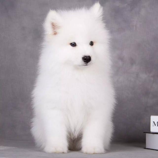 150億市場(chǎng)潛力，辦公室裝修也要開(kāi)始考慮狗狗的感受了