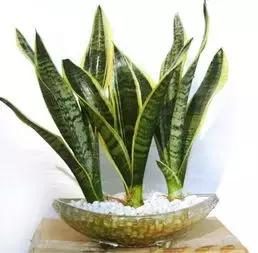 什么樣的植物能有效去除辦公室甲醛等有害物質(zhì)呢？